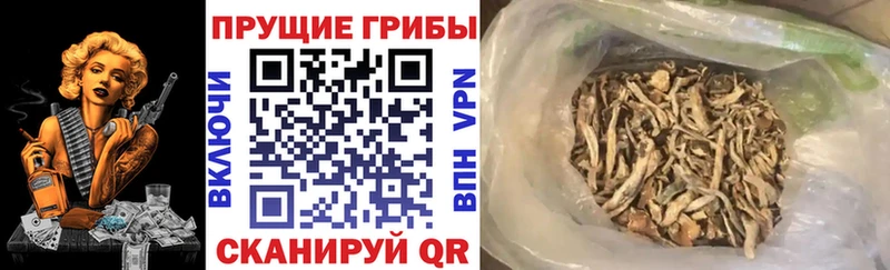 Купить где Лесозаводск Псилоцибиновые грибы прущие грибы